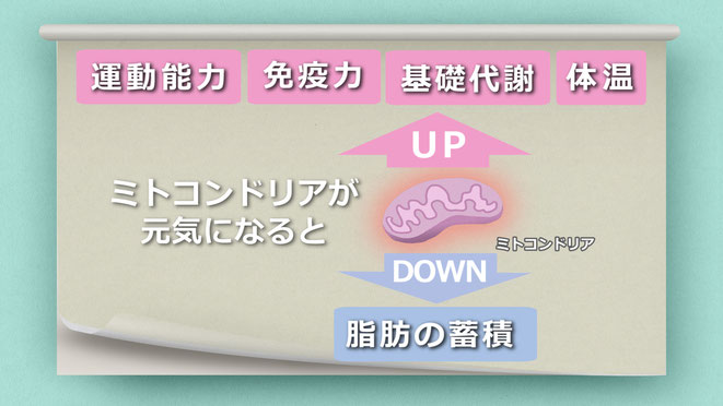 ミトコンドリアが元気になると運動能力、免疫力、基礎代謝、体温がアップ　脂肪の蓄積がダウン