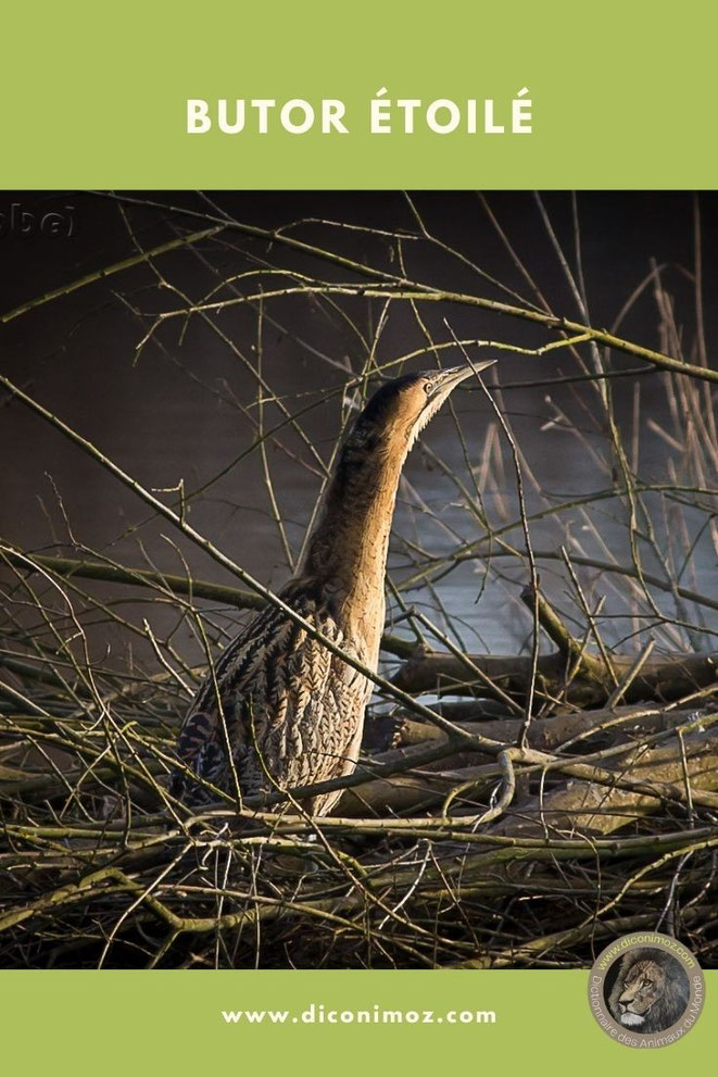 fiche animaux oiseaux butor étoile comportement taille poids habitat repartition alimentation