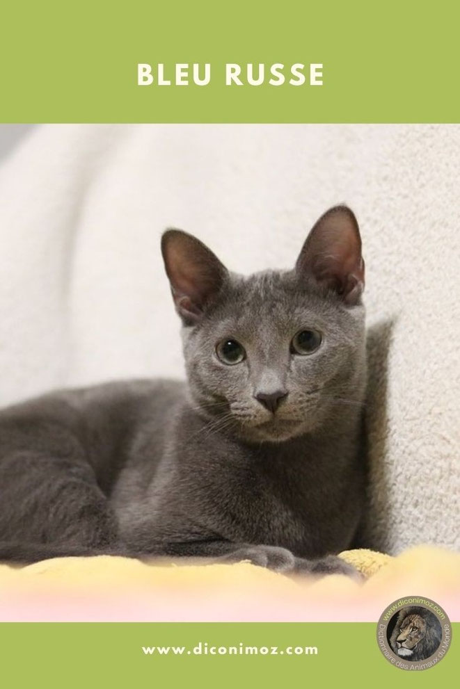bleu russe fiche animaux chat comportement caractere origine poil sante