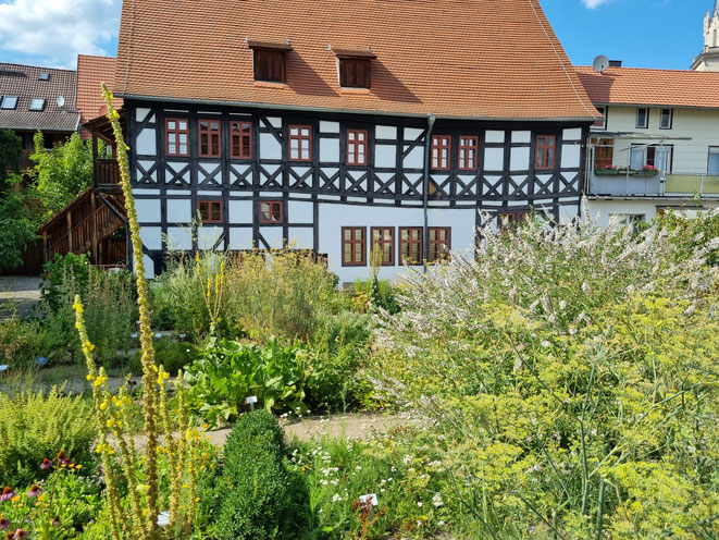 Der Apothekergarten am Thüringer Apothekenmuseum in Bad Langensalza
