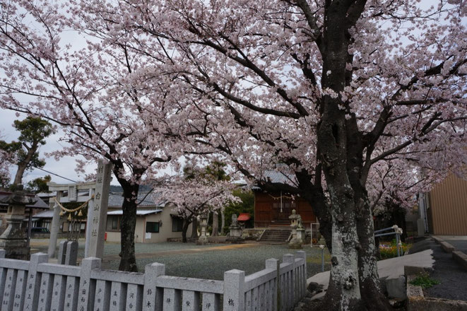 大脇町白山神社の桜