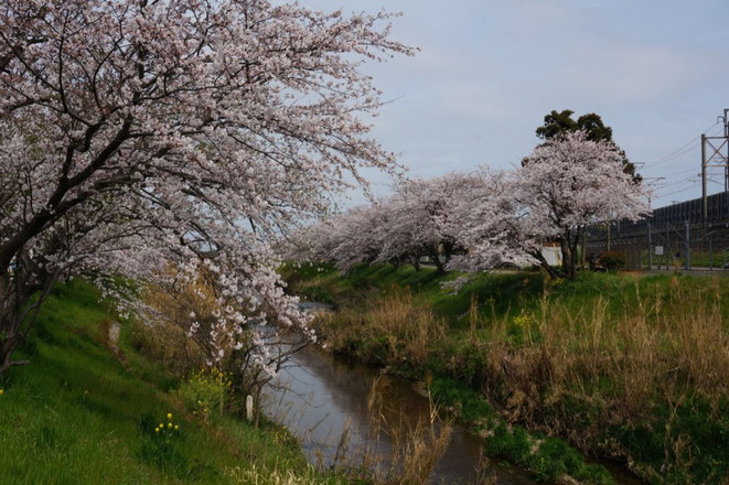 平成27年11月に手入れした桜並木