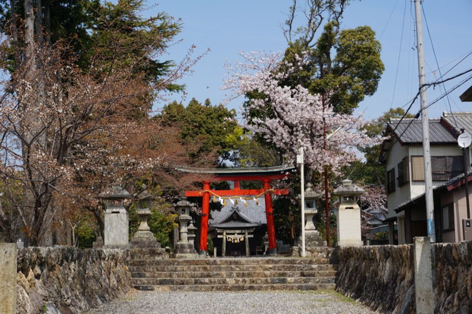 二川八幡神社の参道の桜が満開です