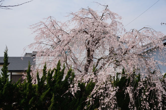 二川八幡神社横の枝垂れ桜7分咲きです