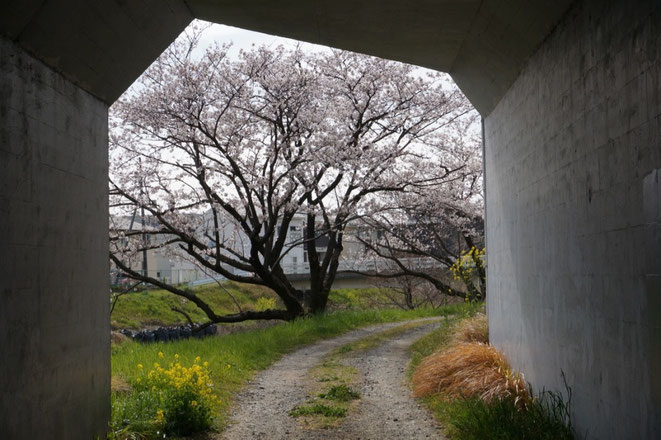 平成27年11月に手入れした桜（コウヨウ館から道賢田橋へのガード下）