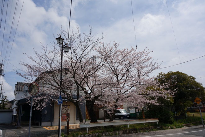 二川消防団詰所横の桜は今年が最後かも