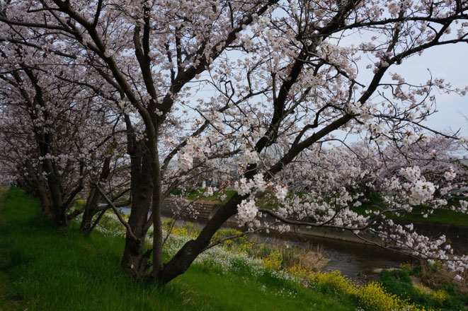 平成26年11月に手入れした桜並木