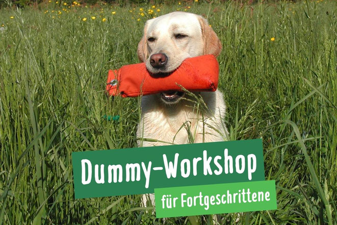 Labrador mit orangenem Dummy im Maul sitzt auf einer Wiese beim Dummy-Workshop für Fortgeschrittene in Hamburg