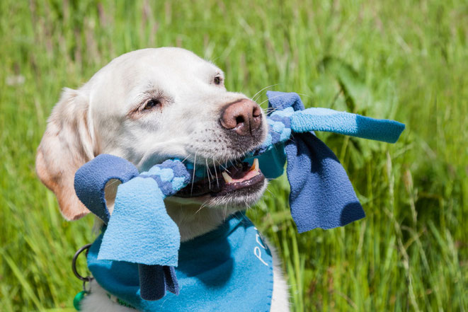 Hund trägt Fleece Zergel