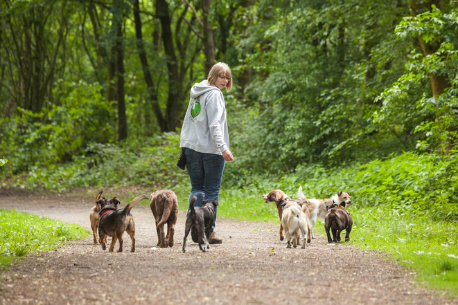 Rebecca vom Gassi Service mit der Hundegruppe im Wald in Hamburg