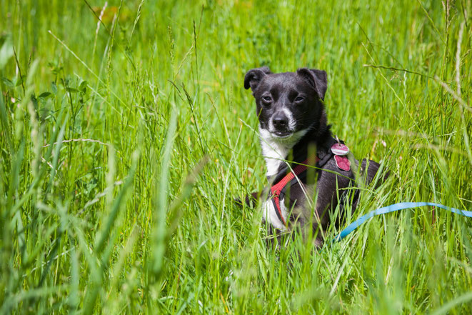 Hund sitzt im hohen Gras