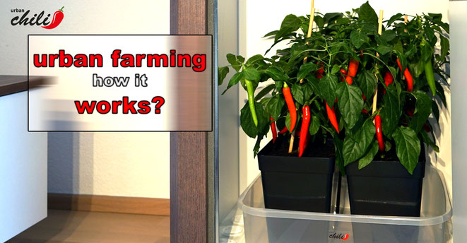 urban farming - how it works?