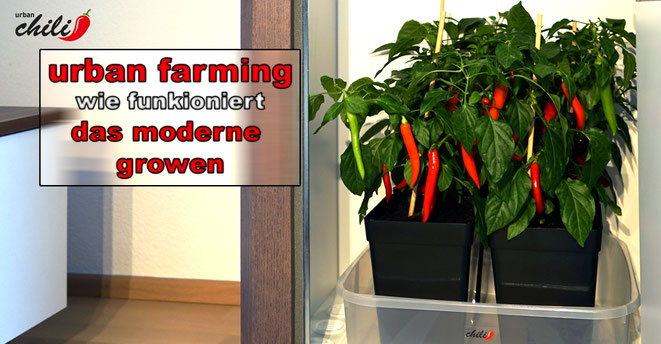 wie funktioniert urban farming mit der urban Chili Growbox