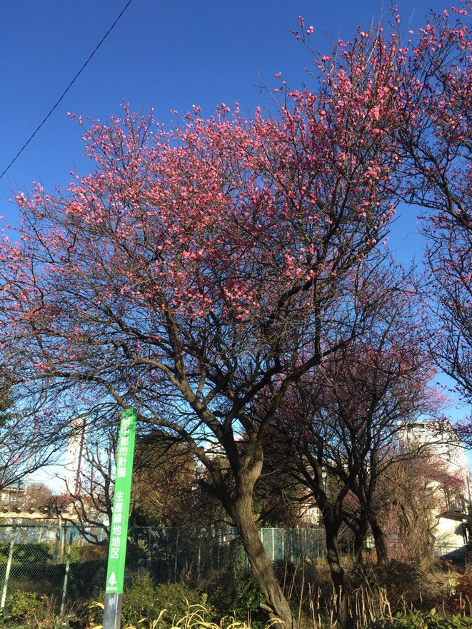 Plum Tree with the flowers in January Tokyo Fuchu Nature beautiful flower walking strolling TAMA Toursim Promotion - Visit Tama 　一月の梅の木と梅の花　東京都府中市 　自然　美しい花　散策　多摩観光振興会