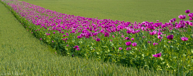 Das Feld - ein langer schmaler Streifen