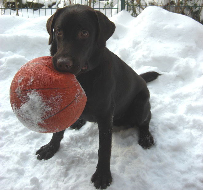 Pepe our chocolate colored Labrador six months old