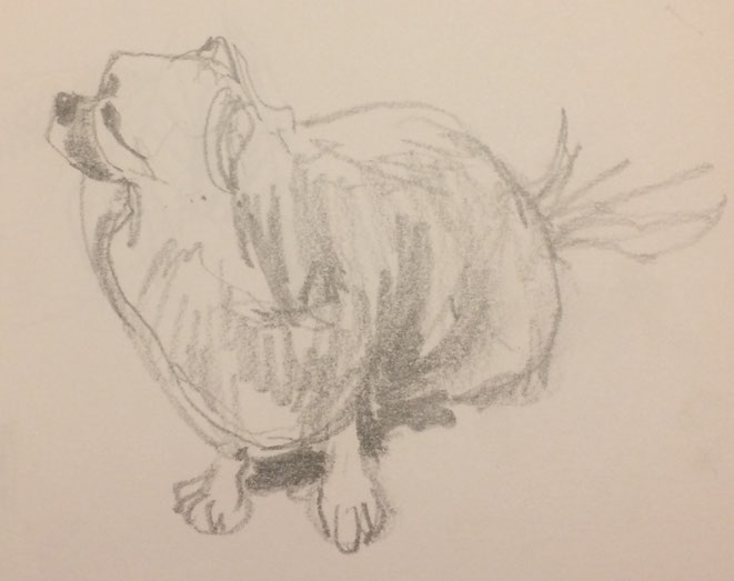 Our dog Maki, pencil on paper