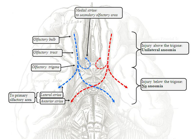 Olfactory nerve tract, including olfactory bulb and mechanisms of injury