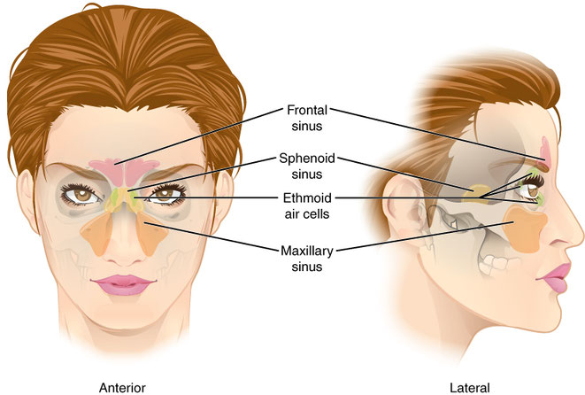 sinuses of the skull