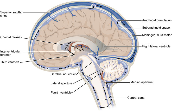 lateral view of venous and dural sinuses