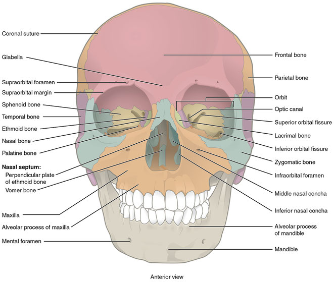 anterior view of the skull