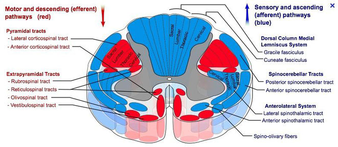 motor and descending (efferent) pathways, sensory and ascending (afferent) pathways