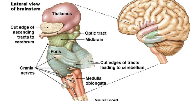 lateral view of brainstem