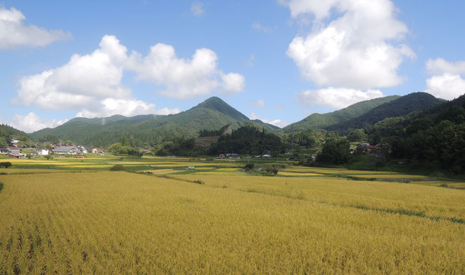 収穫直前の稲穂。後ろに鳥取との県境、剣山（けんざん）をひかえて。