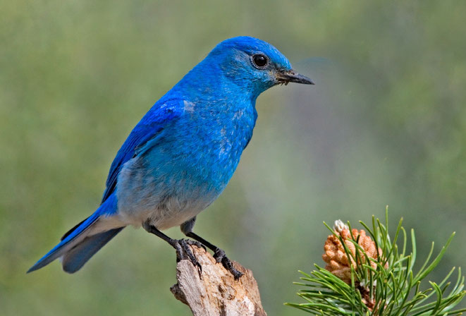 Ein blauer Vogel, der auf einem Stück Holz sitzt