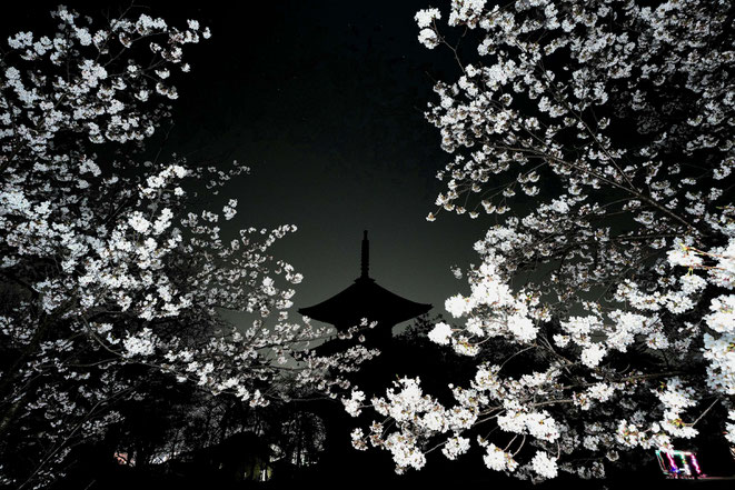 「浜の夜桜」　　金子和博様