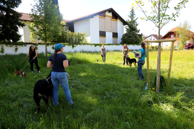 Hundeschule Animal Train, Linz Land, Neuhofen an der Krems, Hundeverhaltenstrainerin Sarah Lehner, Gruppentraining