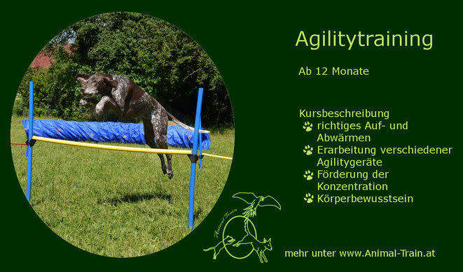 Agility, Hundeschule Animal Train, Hundetraining, Linz Land, Neuhofen