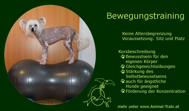 Gymnastik, Bewegungstraining, Hundefitness, Hundeschule Animal Train, Hundetraining, Linz Land, Neuhofen