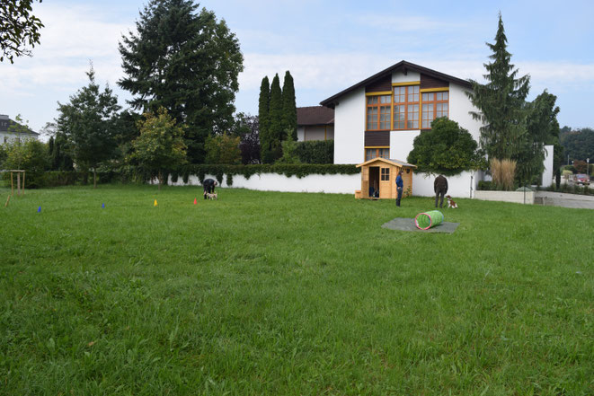 Hundeschule Animal Train, Linz Land, Neuhofen an der Krems, Hundeverhaltenstrainerin Sarah Lehner, Gruppentraining