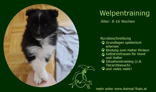 Welpenschule, Welpentraining, Hundeschule Animal Train, Hundetraining, Linz Land, Neuhofen