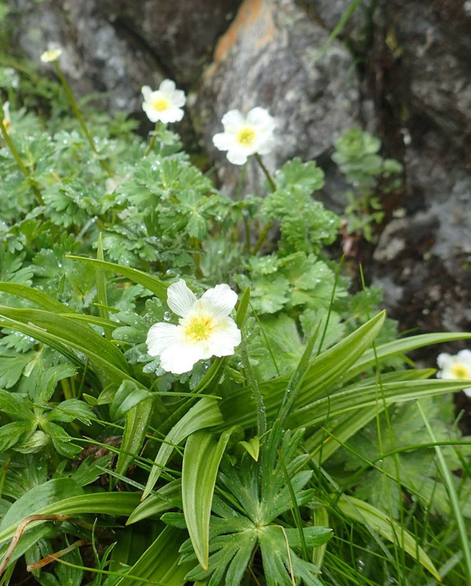 北岳草の写真