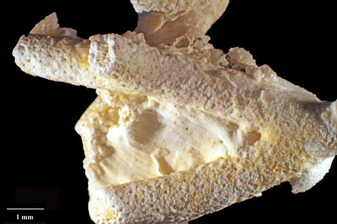 Senckenberg, Bryozoa, Bryozoen, Moostierchen, Sammlung Voigt