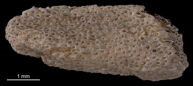 Senckenberg, Bryozoa, Bryozoen, Moostierchen, Sammlung Voigt