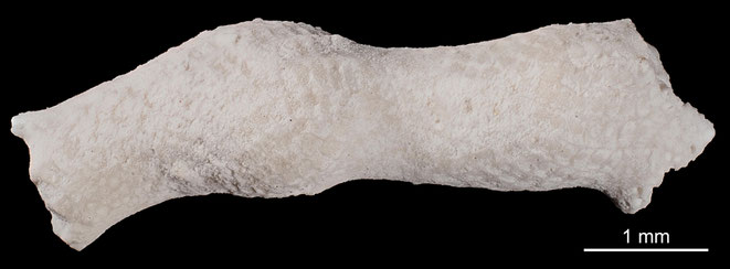 Senckenberg, Bryozoa, Bryozoen, Moostierchen, Sammlung Voigt