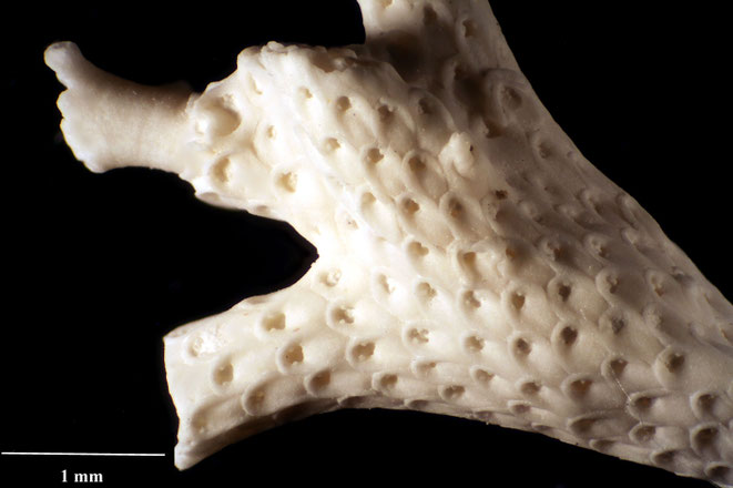 Senckenberg, Bryozoa, Bryozoen, Moostierchen, Sammlung Voigt