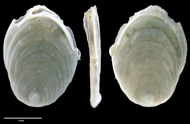 Frondicularia Defrance, 1826 sp, Foraminiferen, Foraminifera, Fora, Senckenberg, Aden, Bab-el-Mandeb