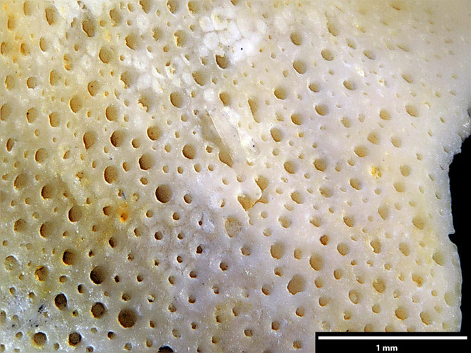 Senckenberg, Bryozoa, Bryozoen, Moostierchen, Sammlung Voigt