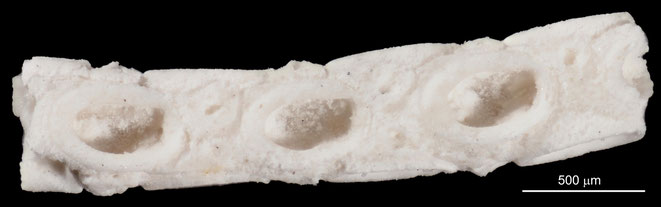 Senckenberg, Bryozoa, Bryozoen, Moostierchen, Sammlung Voigt