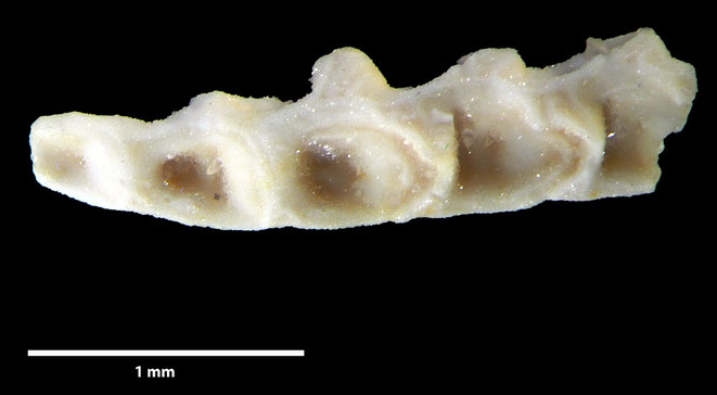 Senckenberg, Bryozoa, Bryozoen, Moostierchen, Sammlung Voigt