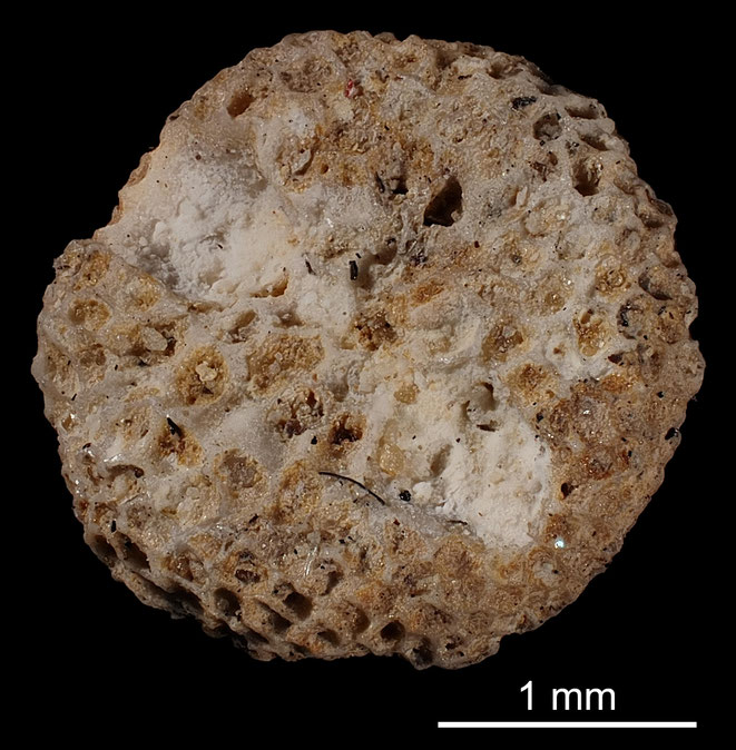 Senckenberg, Bryozoa, Bryozoen, Moostierchen, Sammlung Voigt