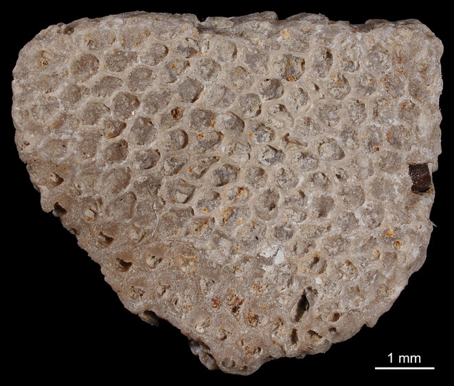 Senckenberg, Bryozoa, Bryozoen, Moostierchen, Sammlung Voigt