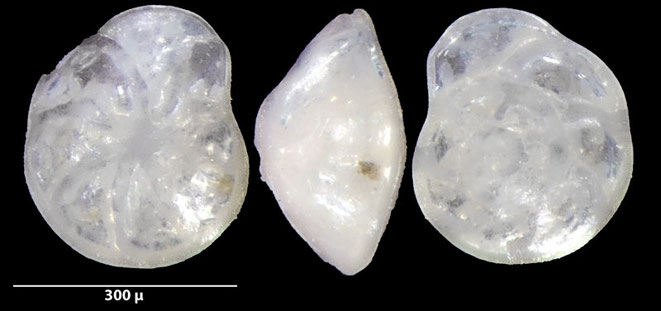 Cibicides Montfort, 1808 sp sp, Foraminiferen, Foraminifera, Fora, Senckenberg, Aden, Bab-el-Mandeb