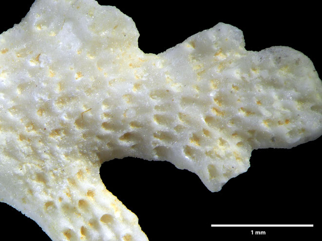 Senckenberg, Bryozoa, Bryozoen, Moostierchen, Sammlung Voigt