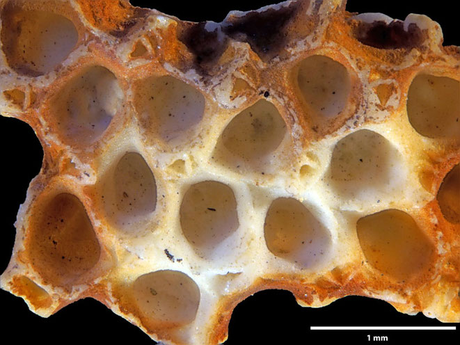 Senckenberg, Bryozoa, Bryozoen, Moostierchen, Sammlung Voigt