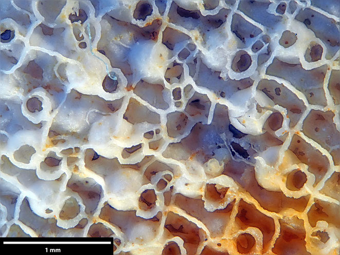 Senckenberg, Bryozoa, Bryozoen, Moostierchen, Sammlung Voigt